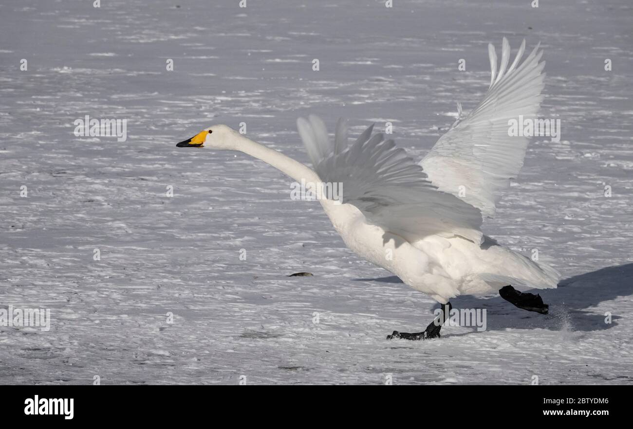 Hooper swan taking off, Lake Kussharo, Akan National Park, Hokkaido, Japan, Asia Stock Photo
