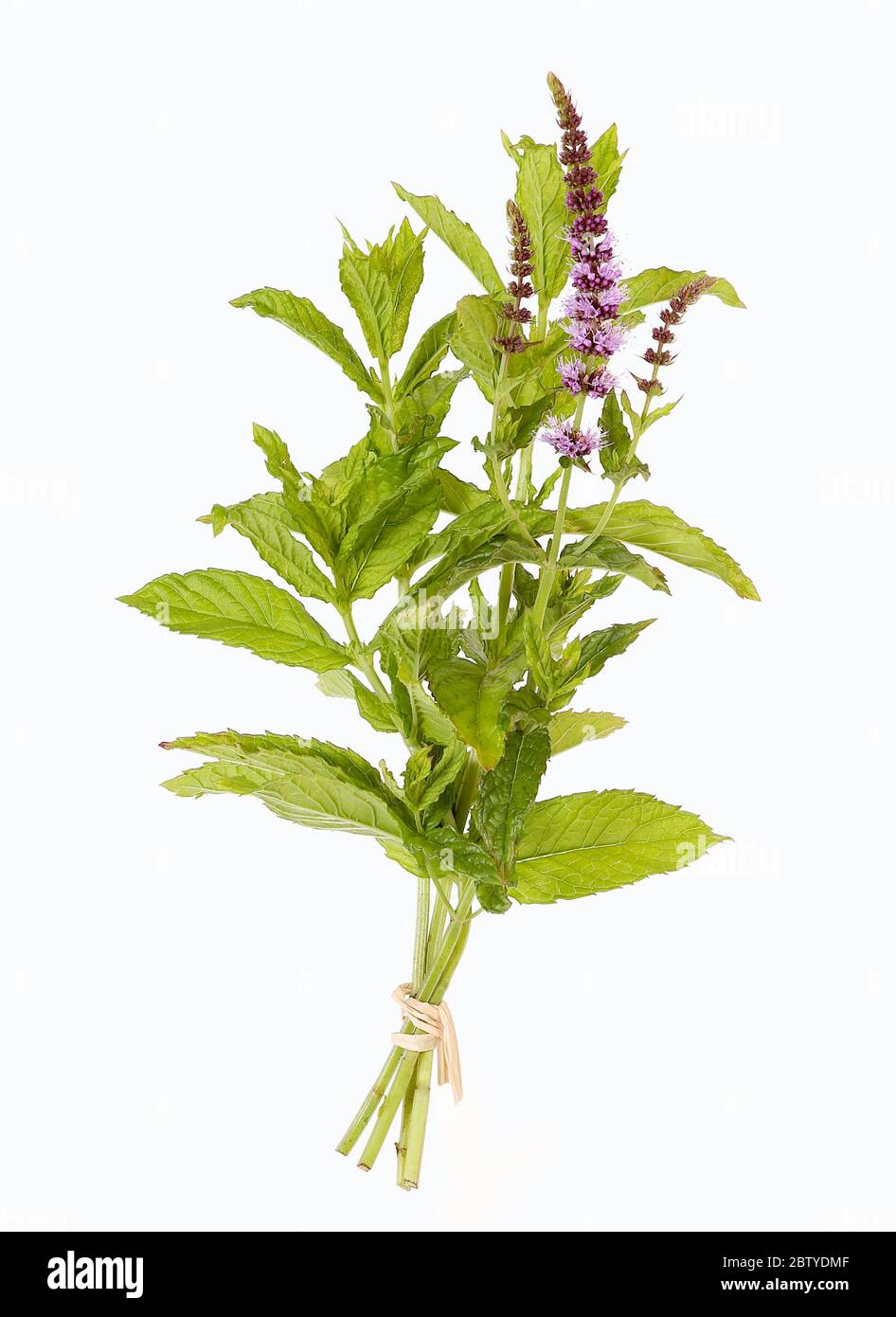 Peppermint Blossom High Resolution Stock Photography and Images - Alamy