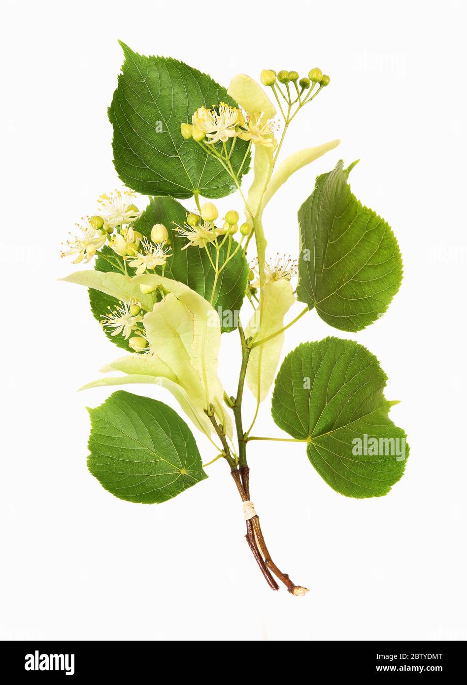 Lime-tree blossoms, isolated Stock Photo