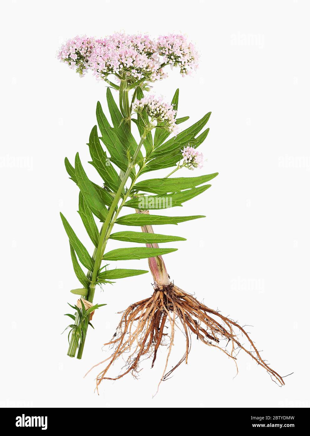 Valerian herb hires stock photography and images Alamy