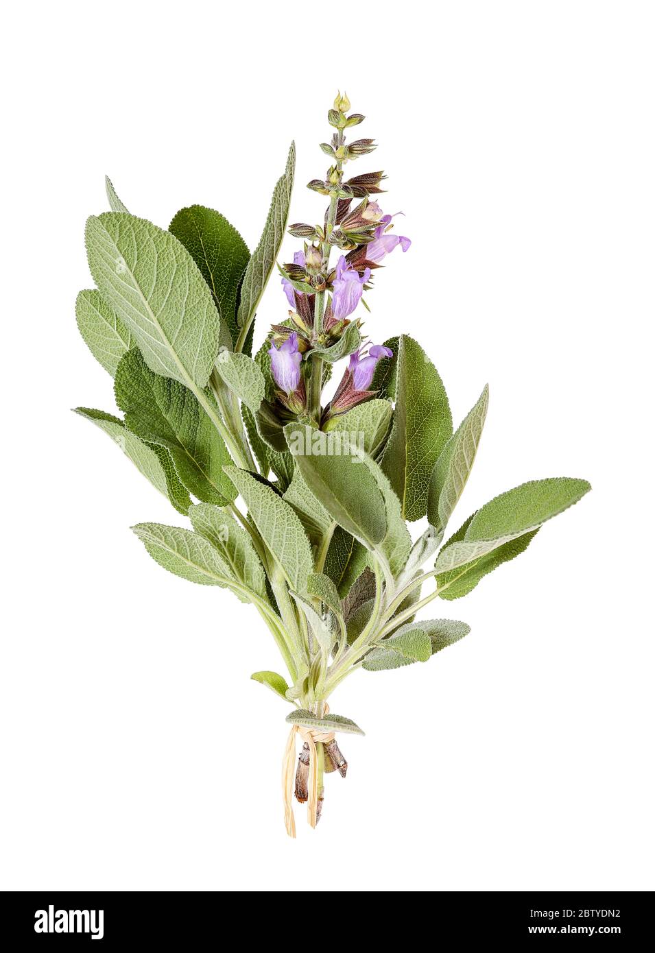 Common sage with blossoms, isolated Stock Photo Alamy