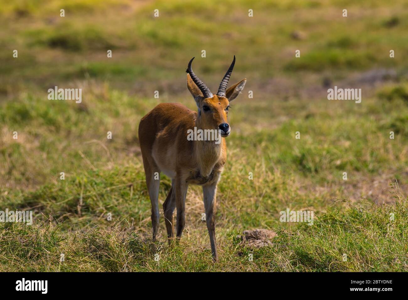 African Impala or African Deer View from Masai Mara Stock Photo