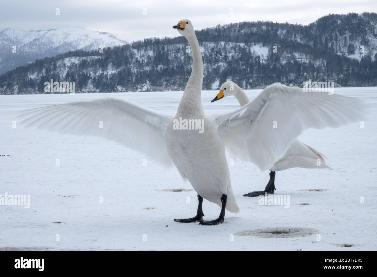 Hooper swan wing span, Lake Kussharo, Akan National Park, Hokkaido, Japan, Asia Stock Photo