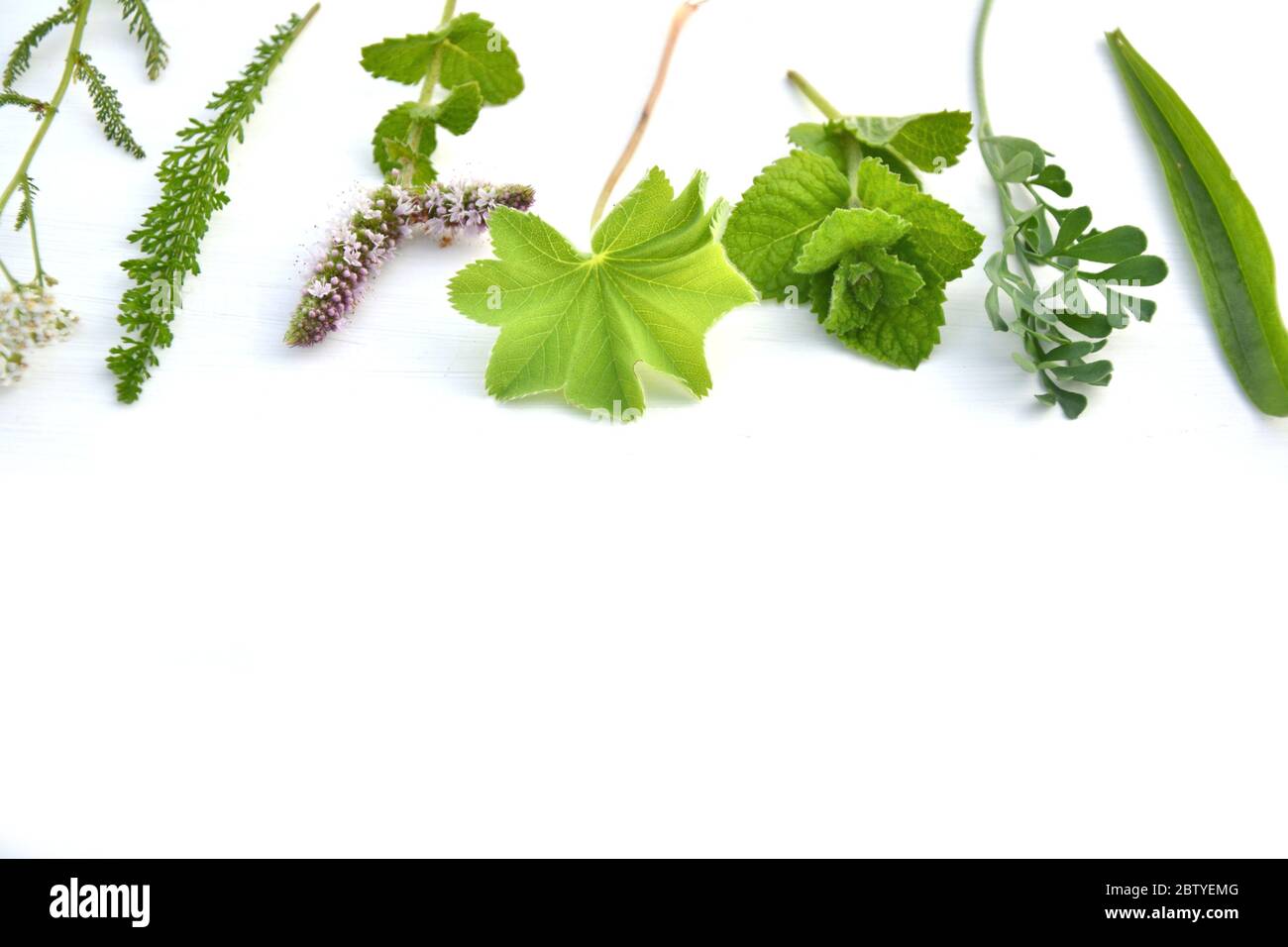 Fresh herbs on white background Stock Photo