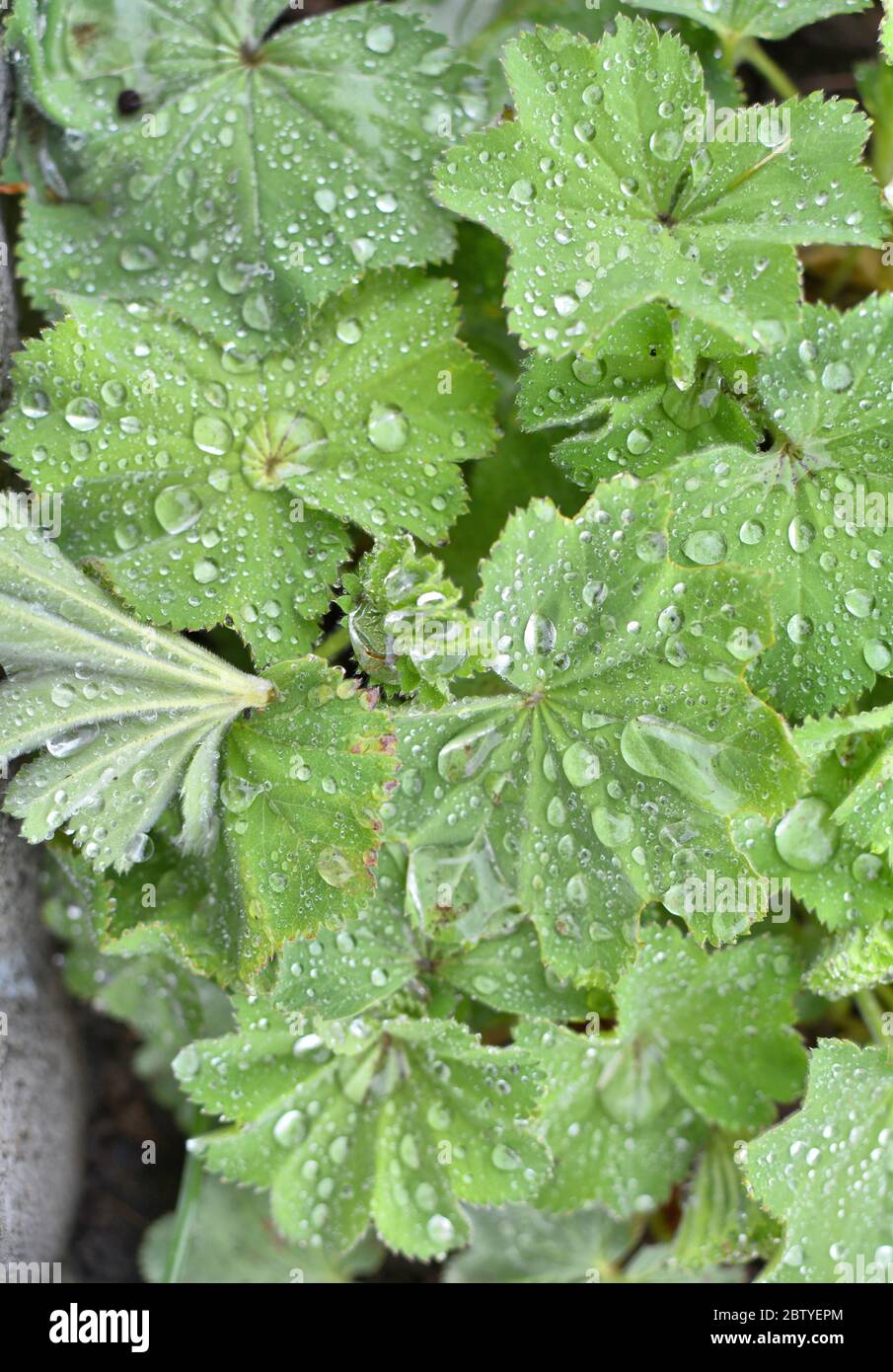 Lady's mantle Alchemilla plant with rain drops on leaves. Ornamental and medicinal herb Stock Photo