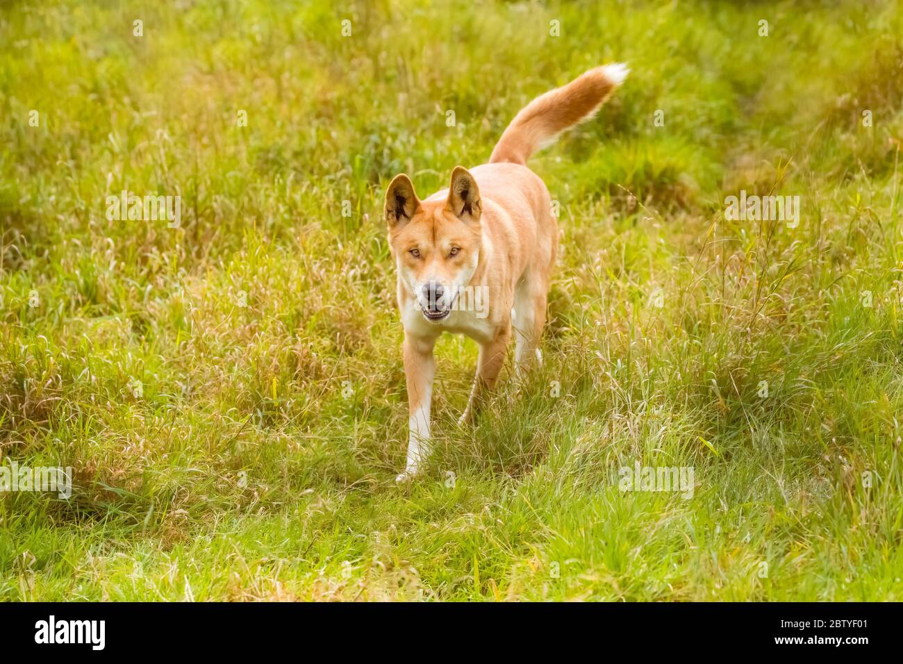 Dingo pack hires stock photography and images Alamy