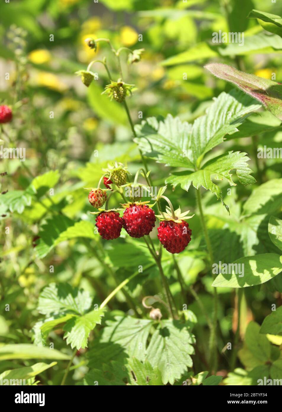 Wild strawberries ripe fruits on the plant growing in the sunny garden ...