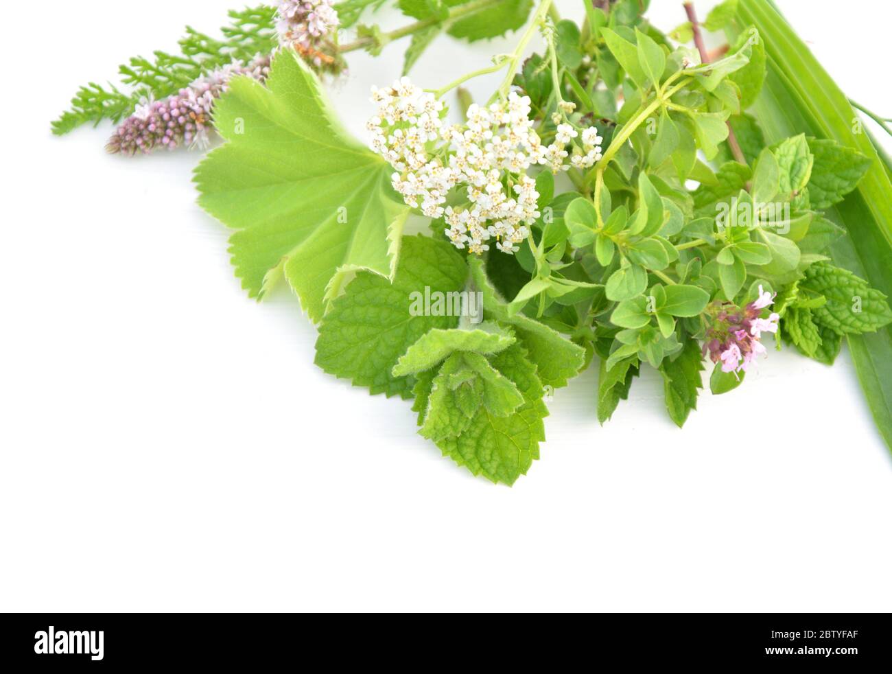 Fresh green herbs bunch isolated on white background Stock Photo
