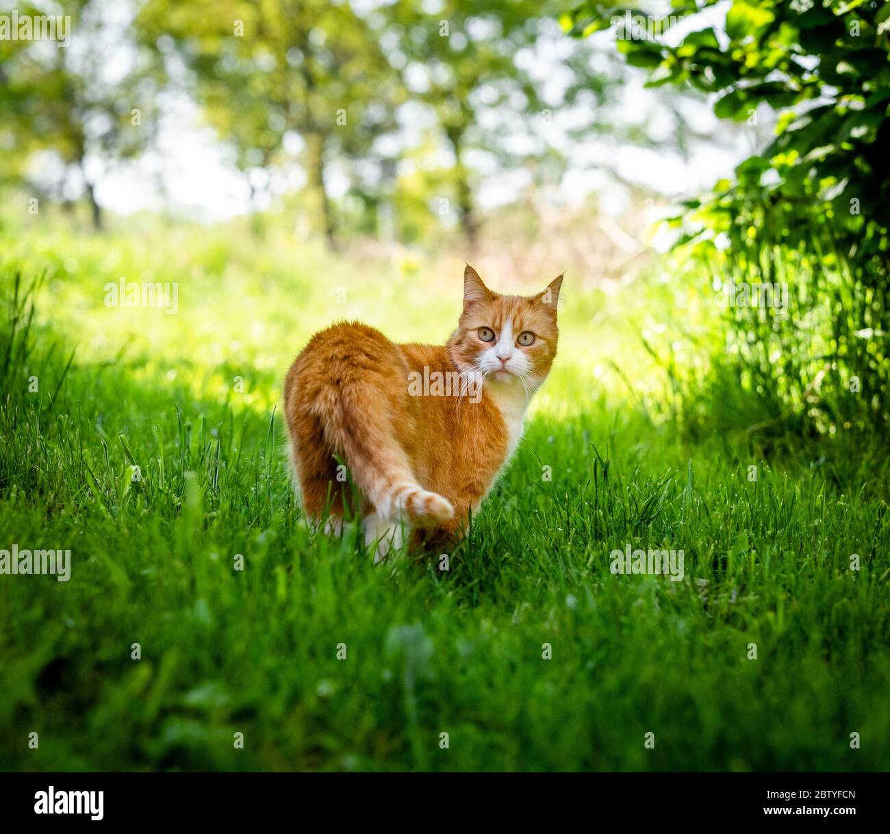 Orange cat looking at camera hires stock photography and images Alamy