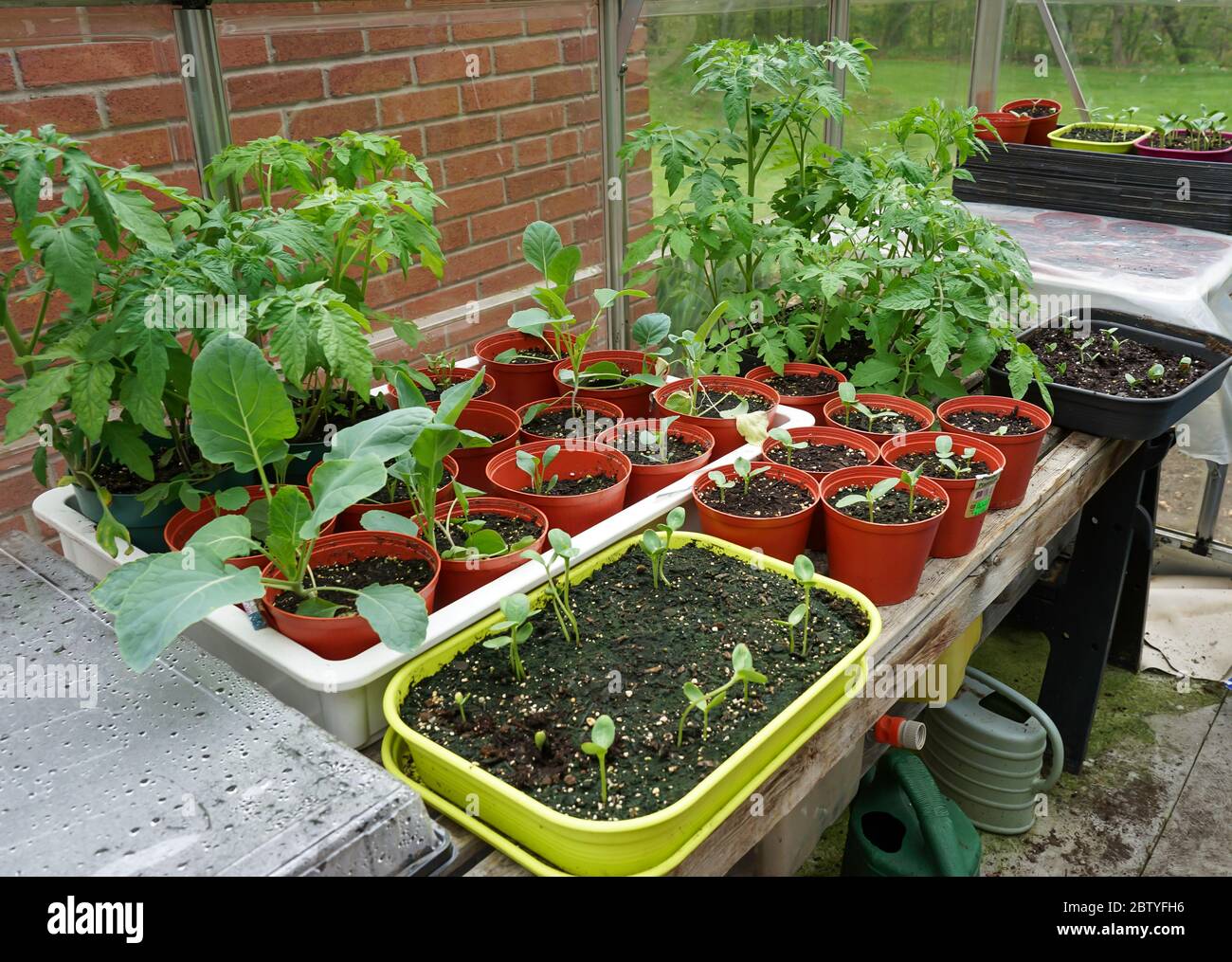 Seedlings as grown in farm greenhouse in Ontario, Canada Stock Photo