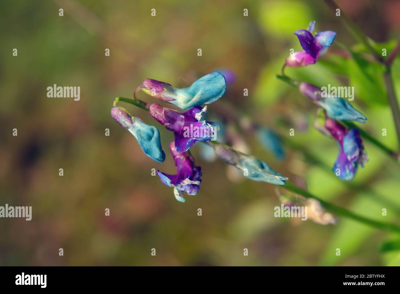 Little violet flowers of lungwort Pulmonaria officinalis - medicinal plant. Stock Photo