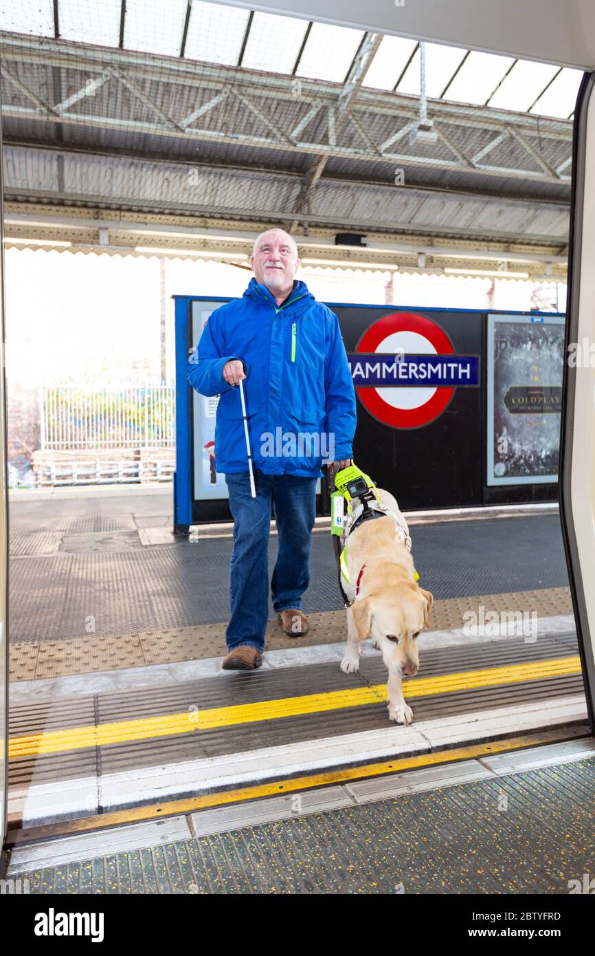 Guide Dog alights on a Underground Train independently Stock Photo