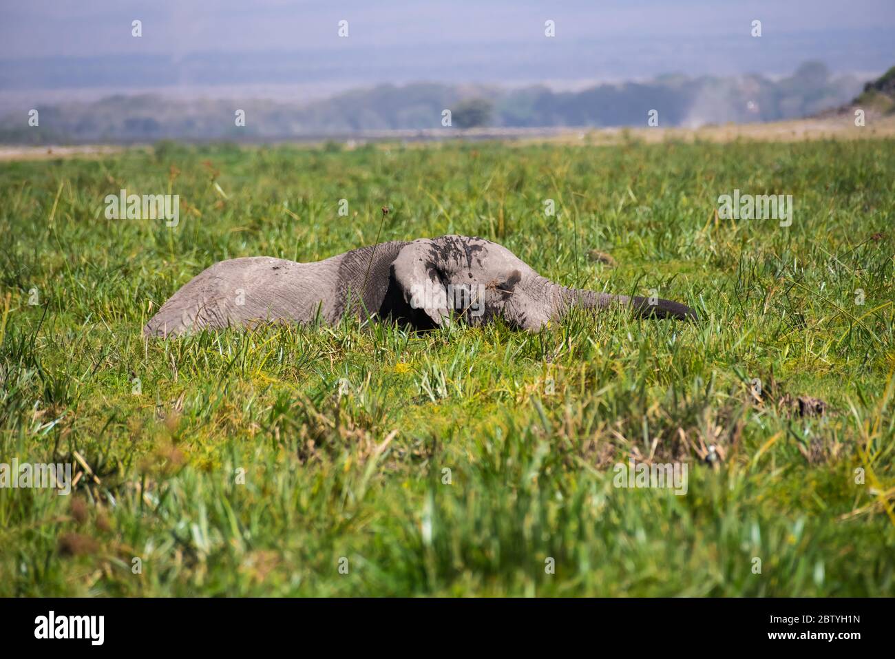 African Elephants or  Tuskers from Amboseli  Kenya Stock Photo