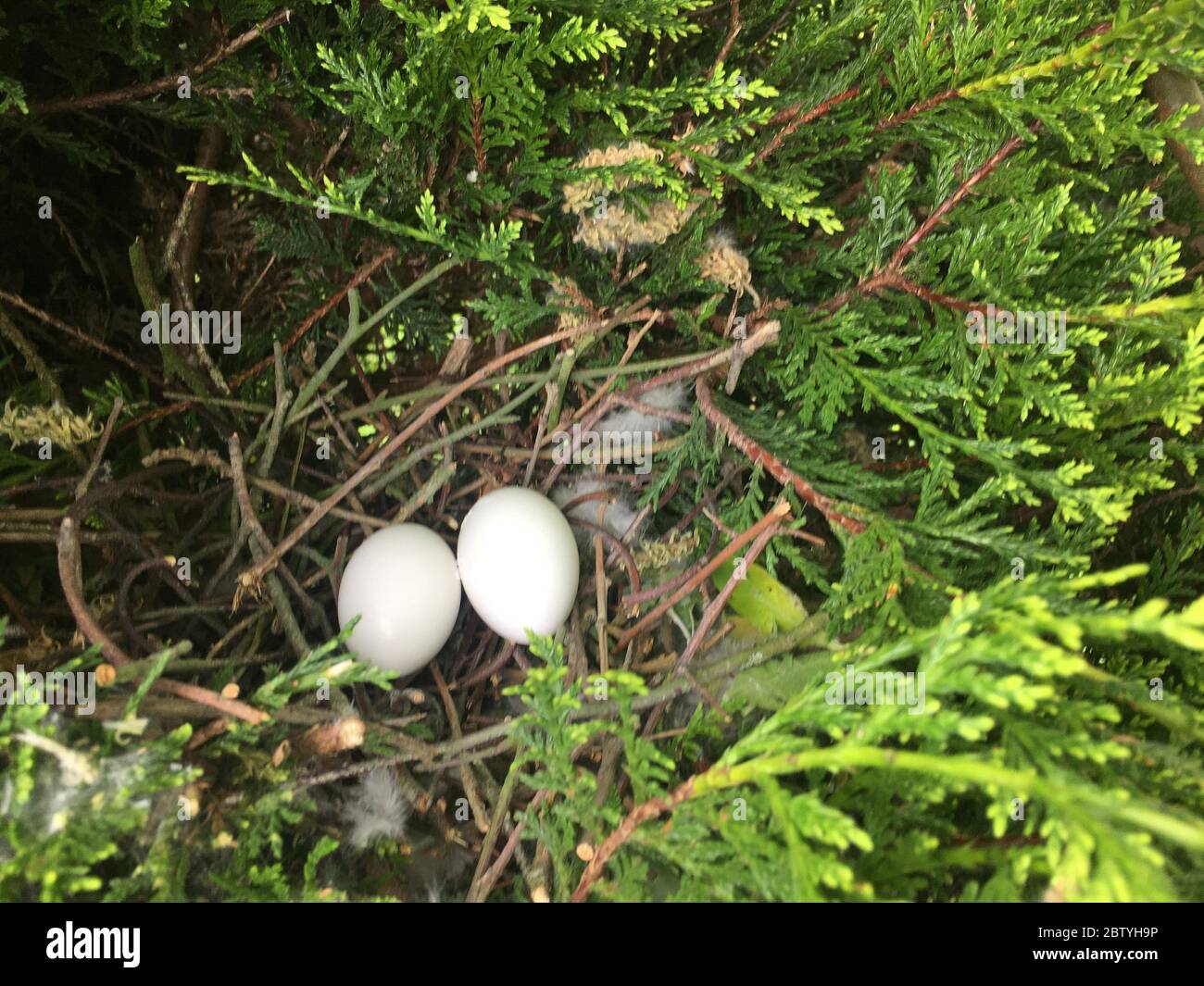 Eggs in empty Pigeon Nest Stock Photo
