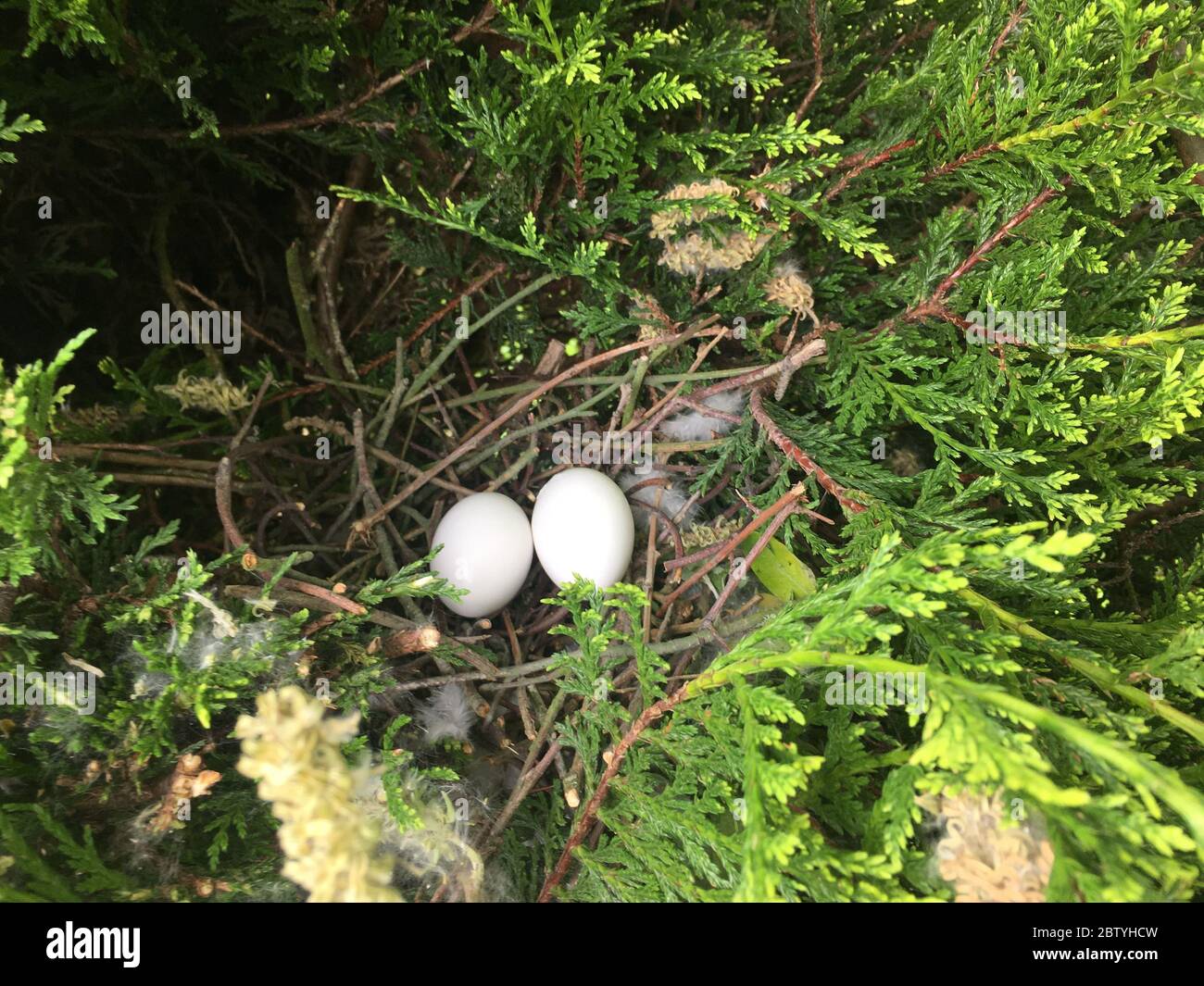 Eggs in empty Pigeon Nest Stock Photo