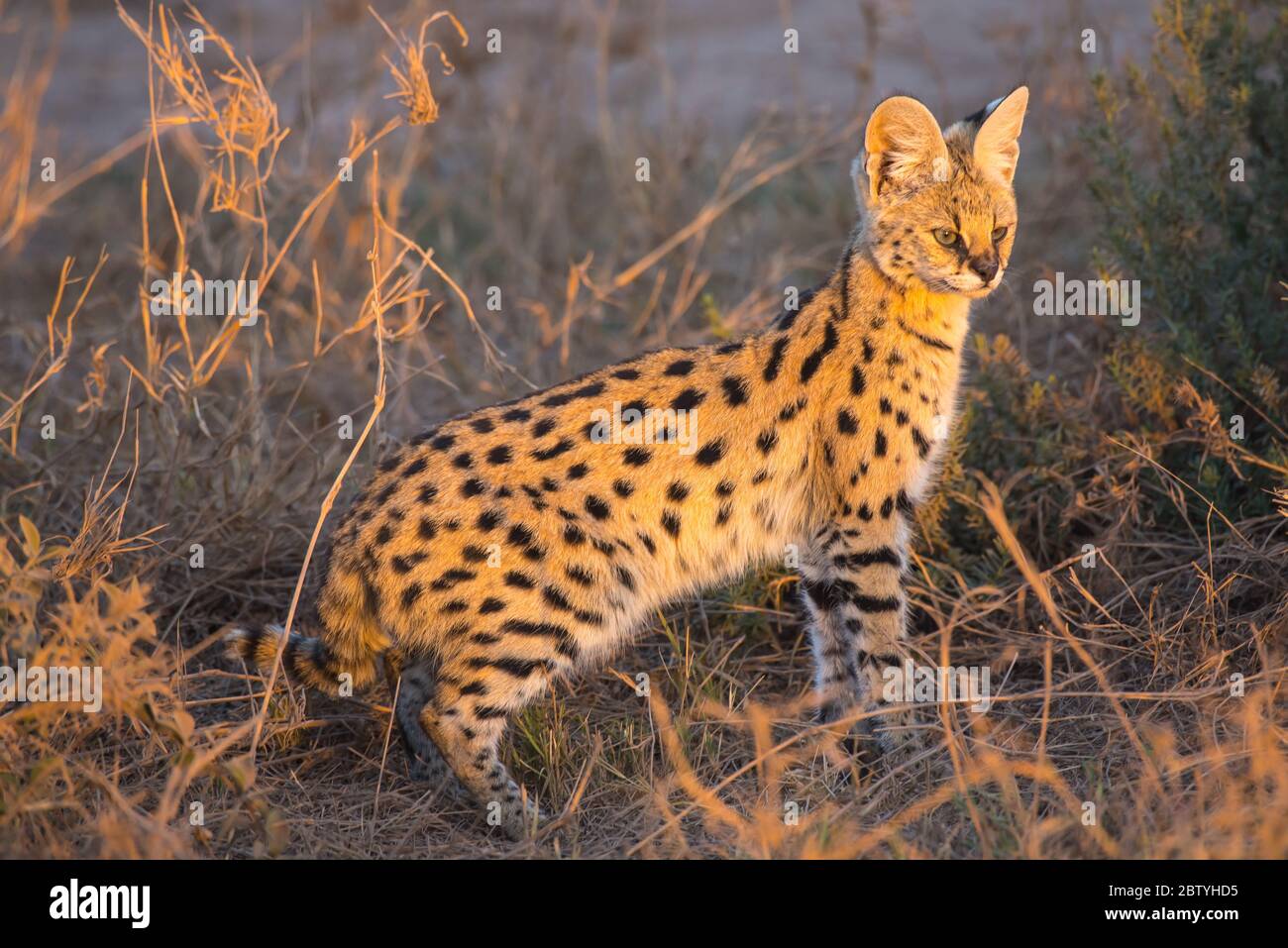 African Wild Cat Serval From Amboseli Kenya Stock Photo Alamy