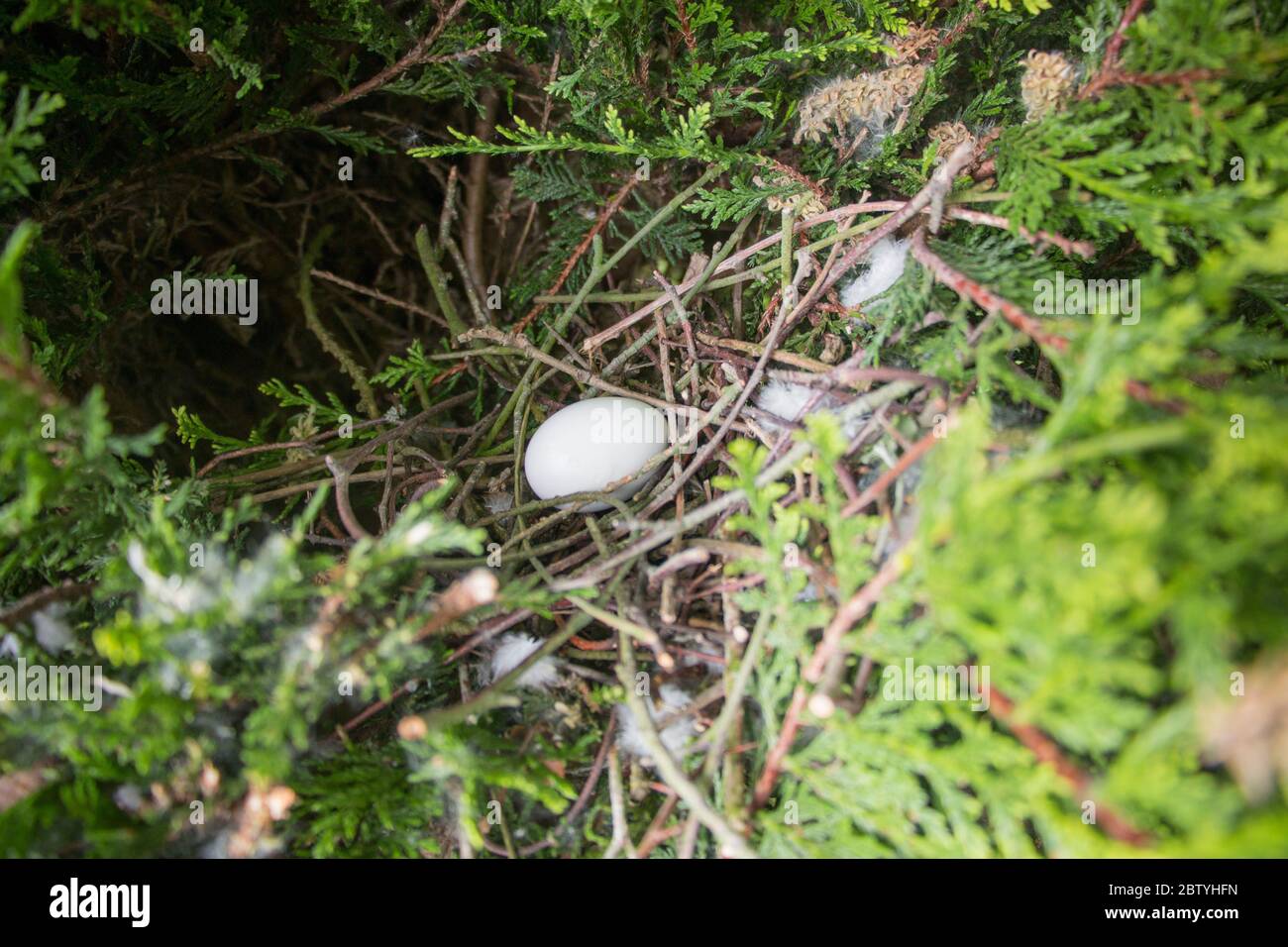 Eggs in empty Pigeon Nest Stock Photo