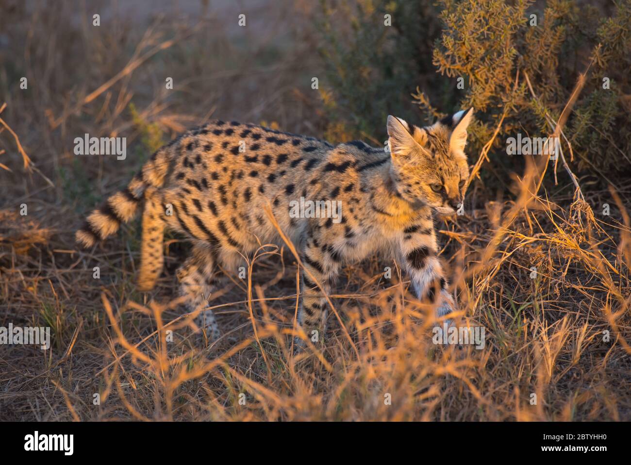 African Wild Cat Serval From Amboseli Kenya Stock Photo Alamy