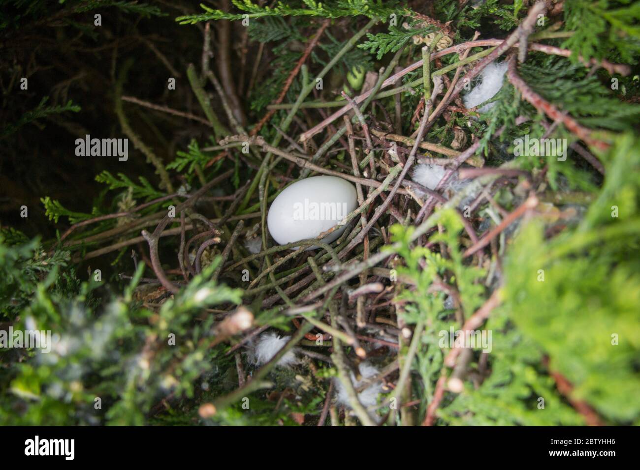 Eggs in empty Pigeon Nest Stock Photo