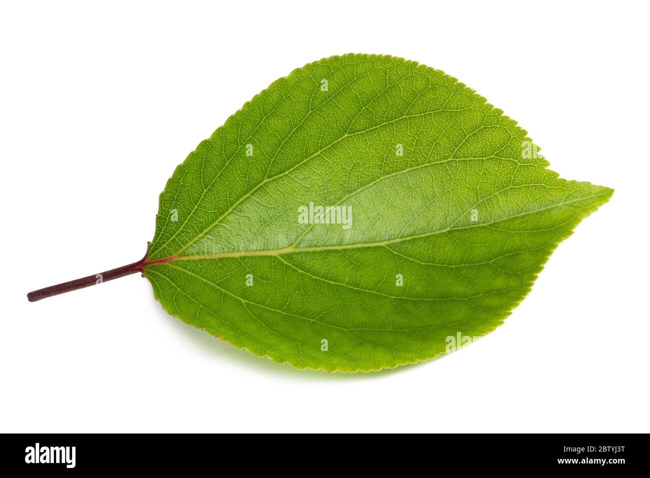 green apricot leaves isolated on white background Stock Photo - Alamy