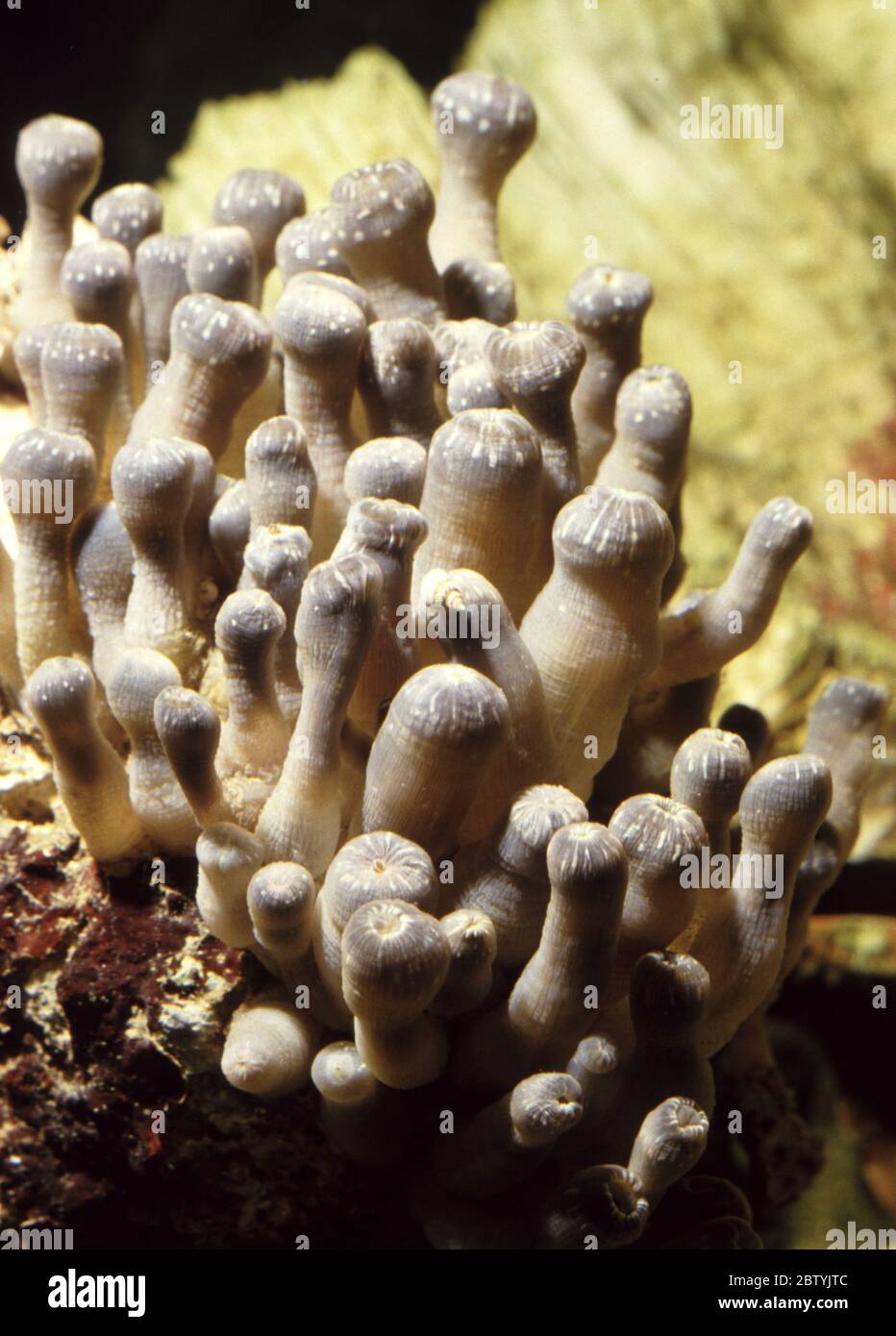 Zoanthid polyps, with retracted tentacles Stock Photo