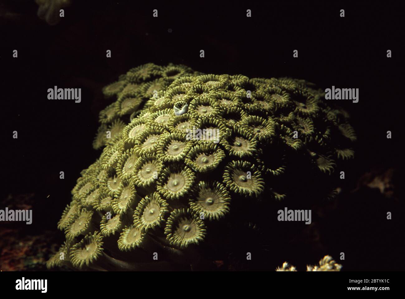 Zoanthid green polyps, Zoanthus sp. Stock Photo