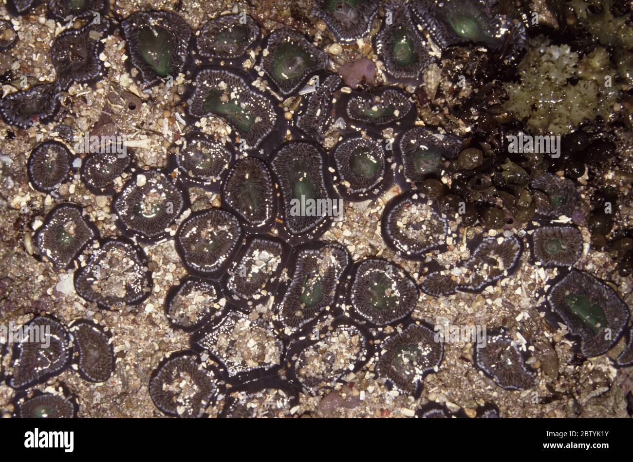 Zoanthid polyps (Palythoa caesia) during low tide Stock Photo
