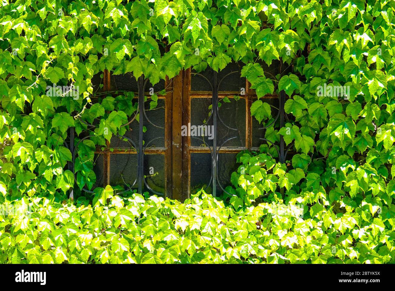 Small window with iron bars, surrounded by ivy, Ariege, French Pyrenees, Pyrenees, France Stock Photo