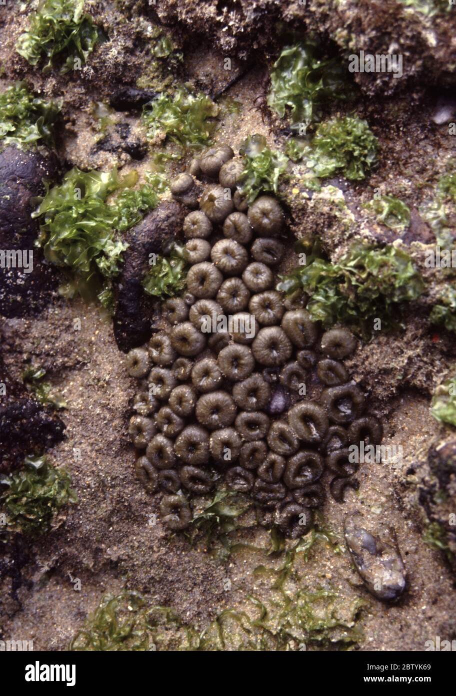 Zoanthid polyps (Palythoa caribaeorum) during the low tide, Bahia, Brasil Stock Photo