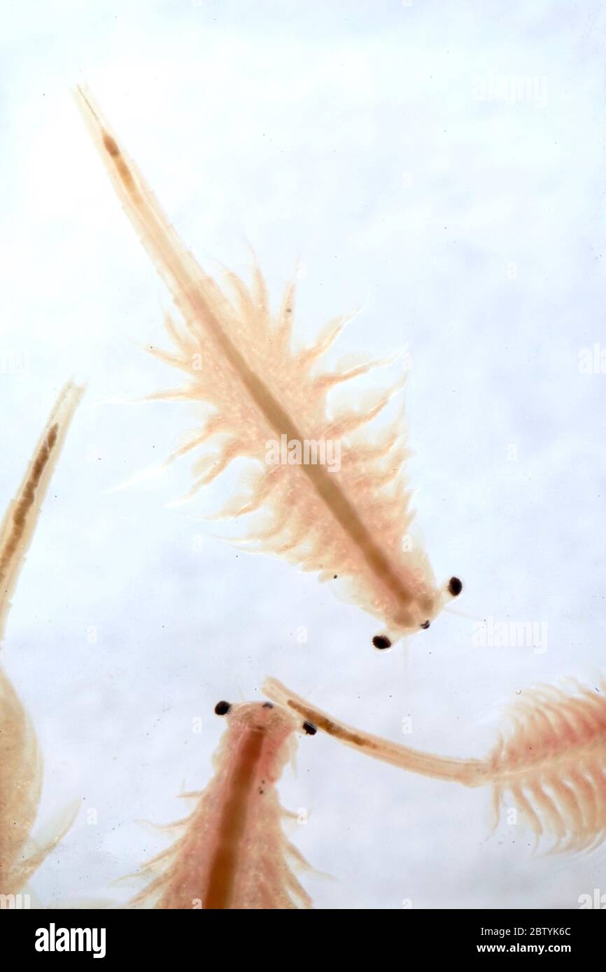 Super macro close up of Artemia salina a 100 million old species of brine shrimp, aquatic crustaceans. Stock Photo