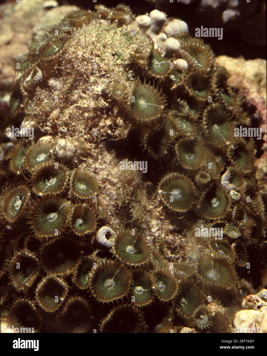 Green zoanthid, Palythoa grandis Stock Photo Alamy