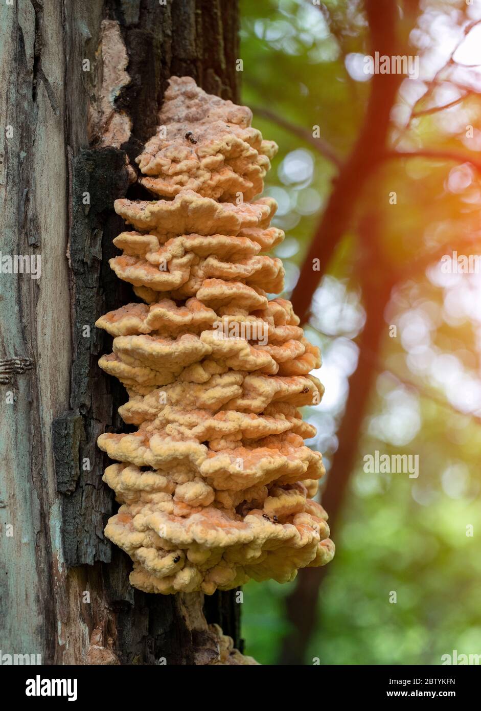 Mushroom growing on tree trunks hires stock photography and images Alamy
