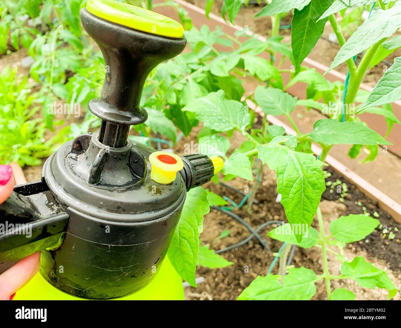 Use of pesticides in plant protection, spraying tomatoes Stock Photo