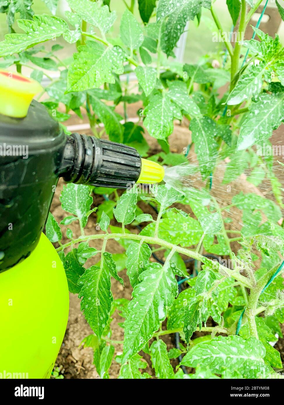 Use of pesticides in plant protection, spraying tomatoes Stock Photo