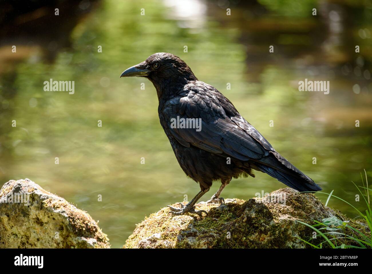 Carrion crow (corvus corone) perched on a rock in a forest. Stock Photo