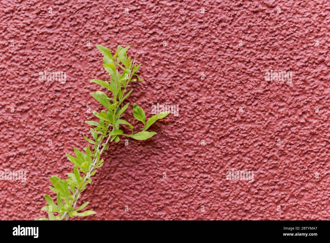 Goji berry bush leaning on red house wall Stock Photo
