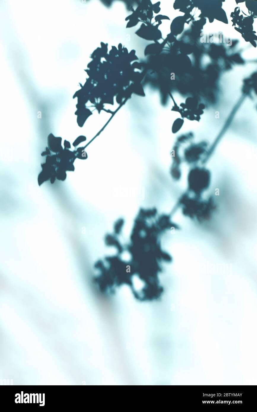 Tree branches and flowering plants and shadows on a blue wall ...