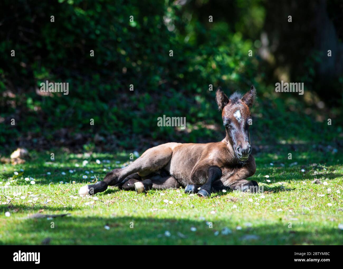 close up and  ground level image of  beautiful newly born new forest pony faceing the camera resting in the sun  copy space in background Stock Photo