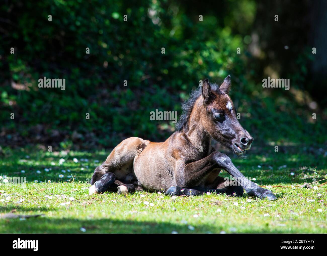 close up and  ground level image of  beautiful newly born new forest pony resting in the sun  copy space in background Stock Photo