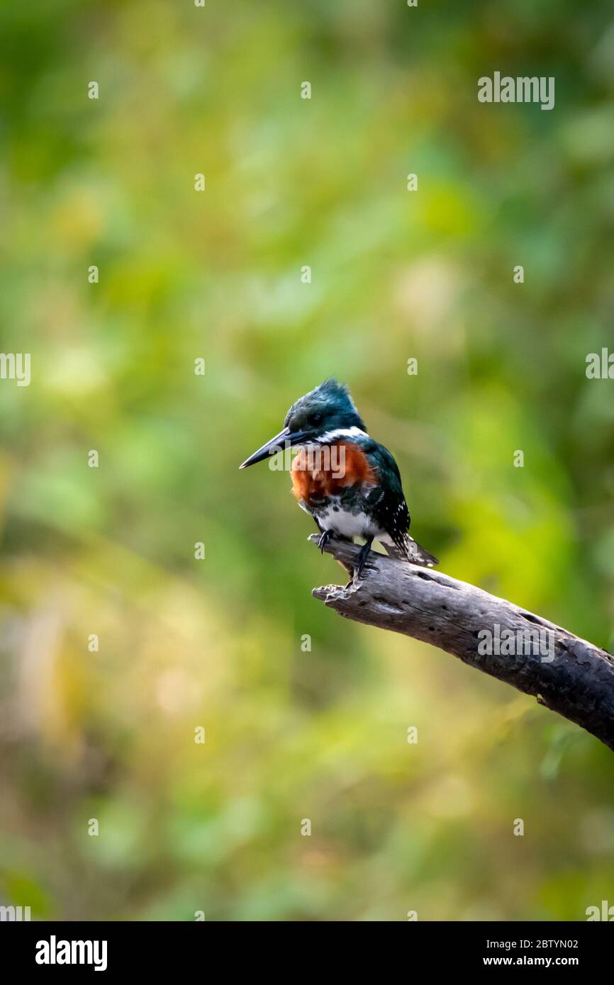Male Amazon Kingfisher (Chloroceryle amazona) in the Peruvian Amazon Rainforest Stock Photo