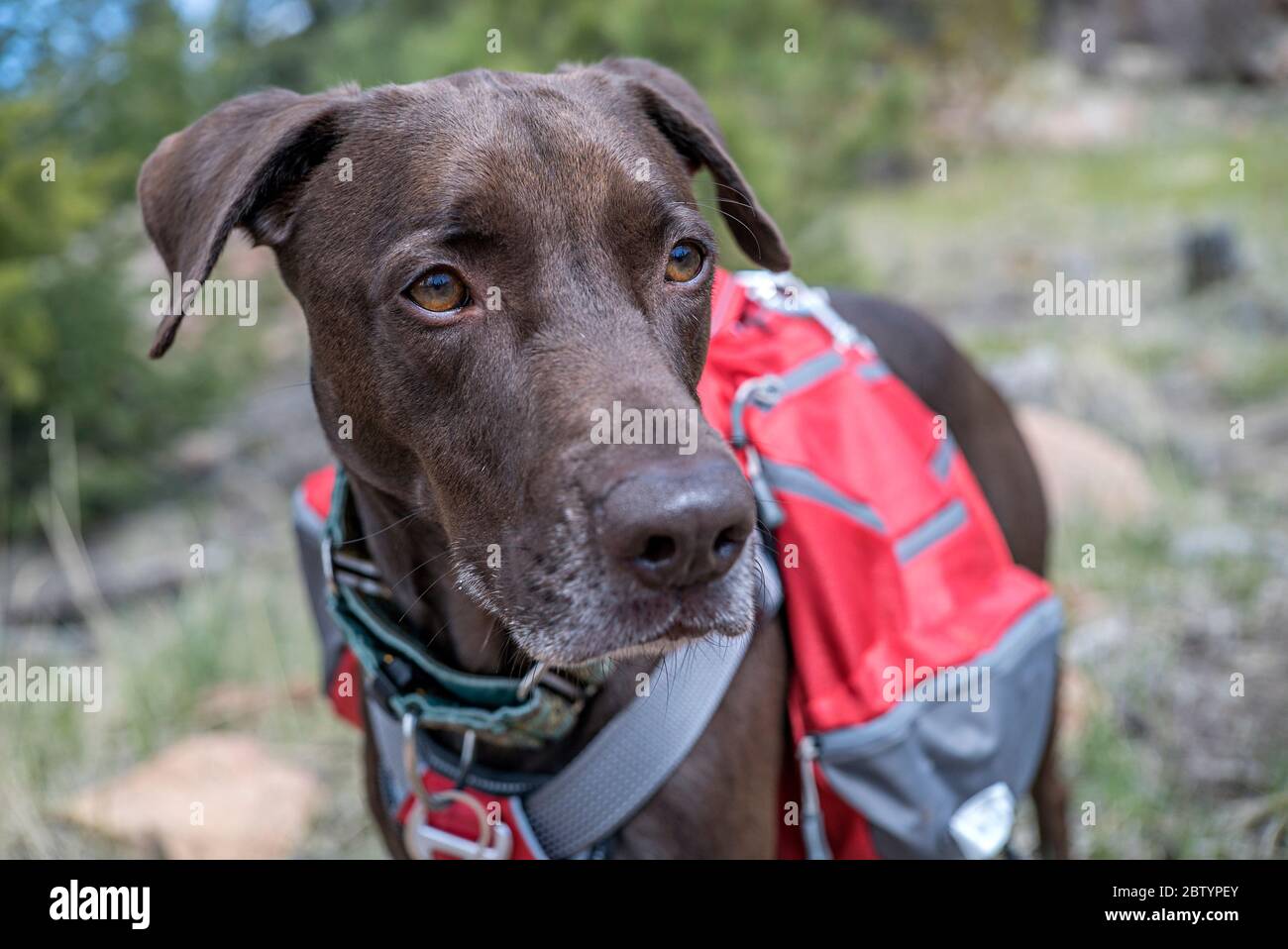 short haired athletic dogs