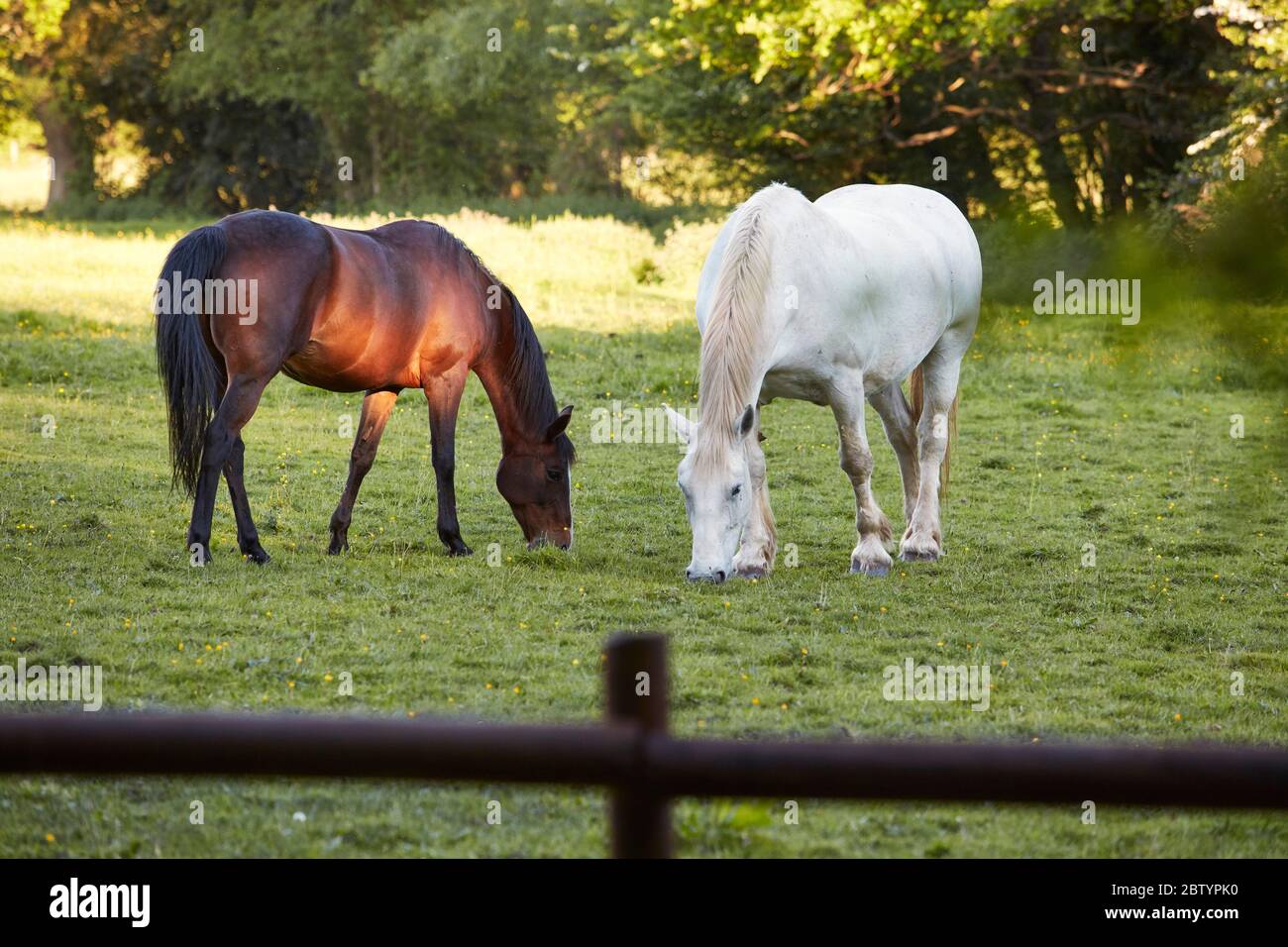 Horses grazing in the village of Chobham, Surrey, England, UK Stock Photo