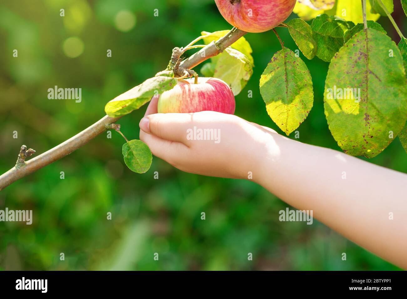 Child's hand picking red ripe apple from tree branch in the garden ...