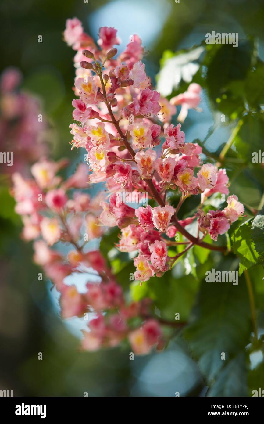 Wild flowers in Chobham village, Surrey, England, UK Stock Photo