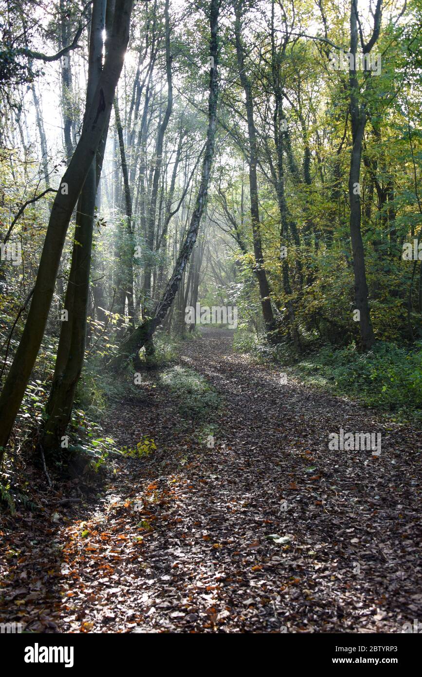 Weak sunlight shines through the trees and mist in autumn in Poles Coppice Nature reserve in Shropshire UK Stock Photo
