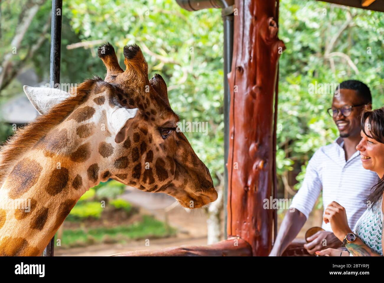 Giraffe Centre Nairobi, Kenya: February, 25 2020 : people feed Giraffe