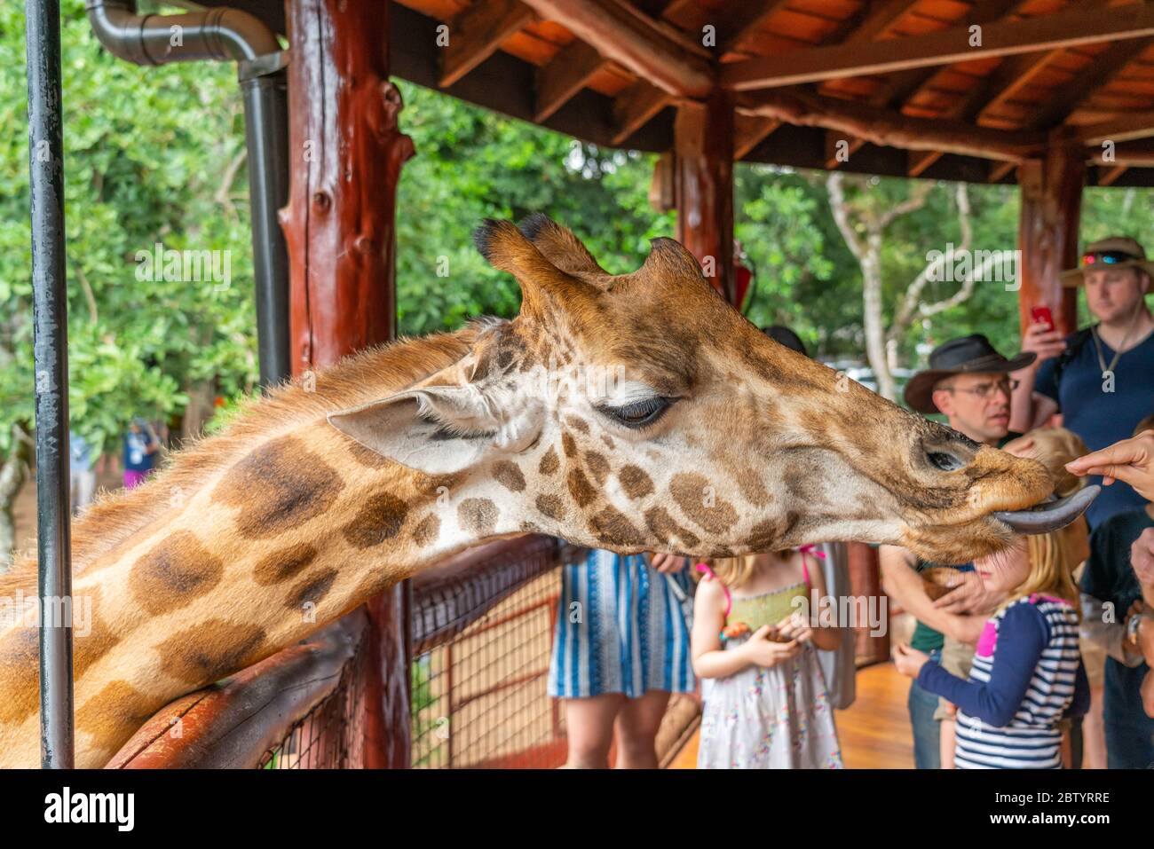 Giraffe Centre Nairobi, Kenya: February, 25 2020 : people feed Giraffe