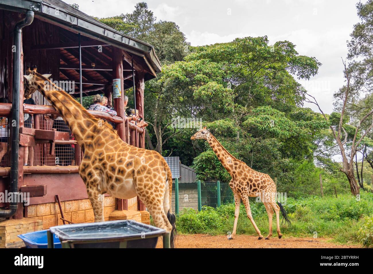 Giraffe Centre Nairobi, Kenya. February 25, 2020: People looking and feed the Giraffes at th Giraffe park Stock Photo
