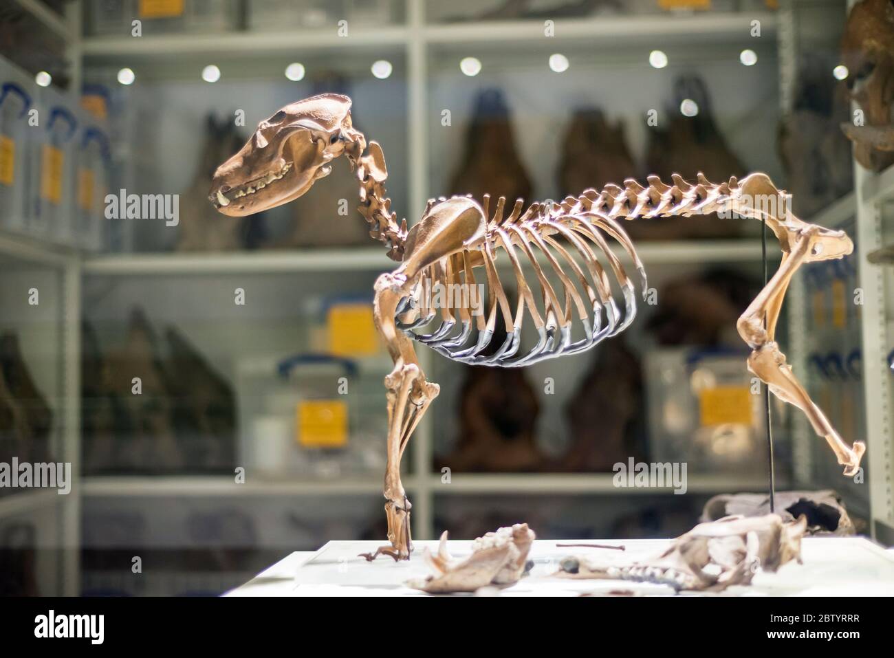 Small Animal Skeletons