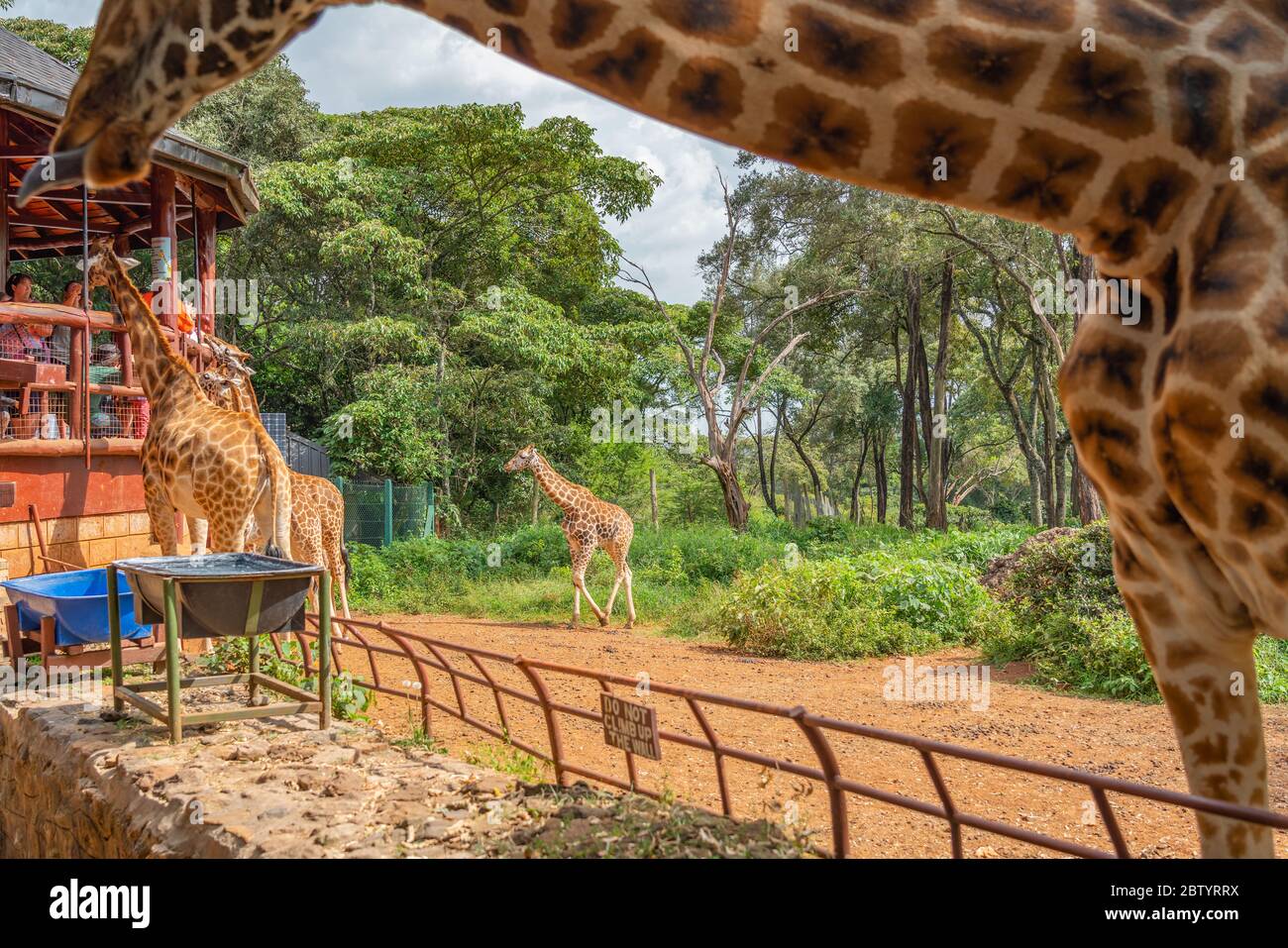 Giraffe Centre Nairobi, Kenya; February 25 2020: People looking and feed the Giraffes at th Giraffe park Stock Photo